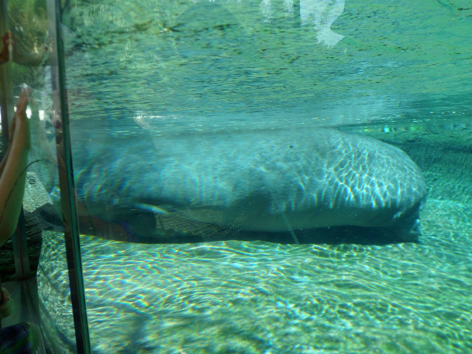 Hippo Underwater View
