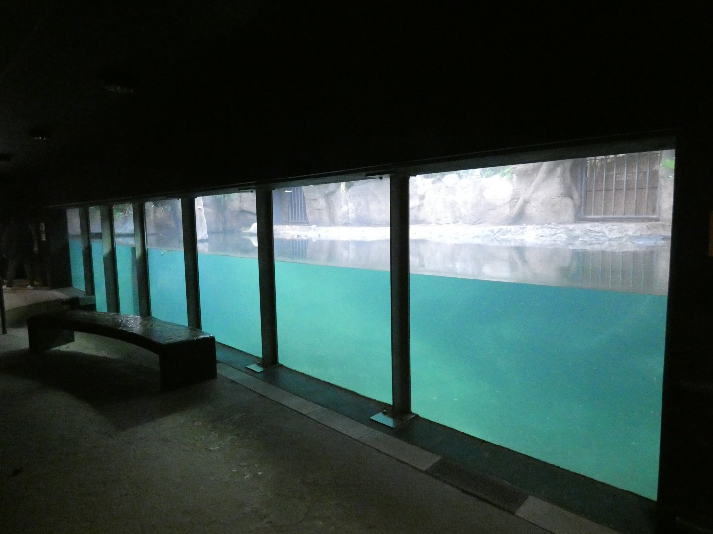 Hippo underwater viewing area