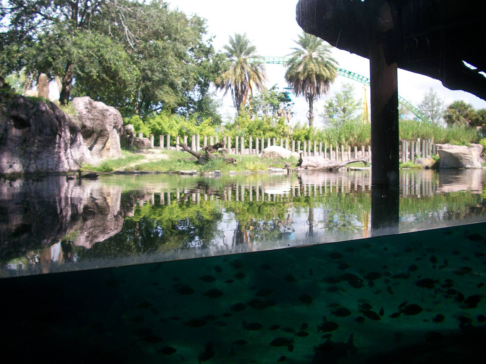 Hippo Underwater Viewing