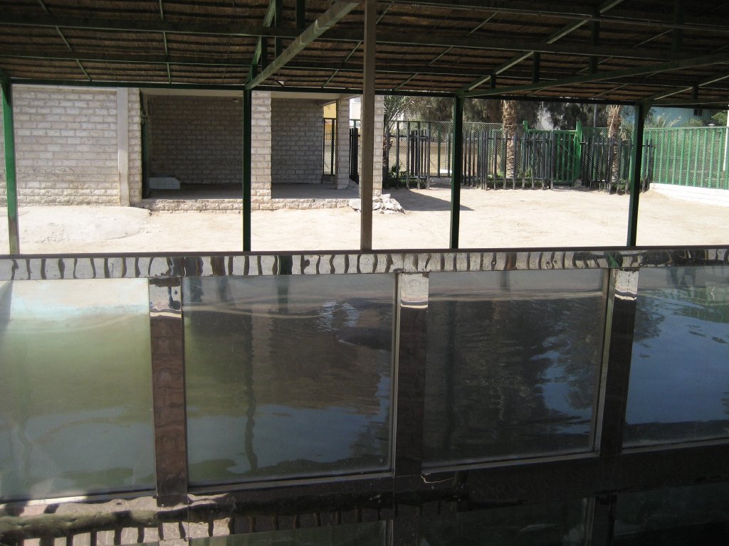 Hippo underwater viewing