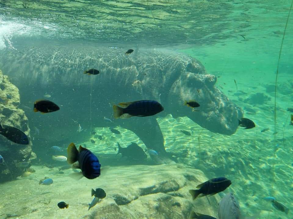 Hippo underwater viewing