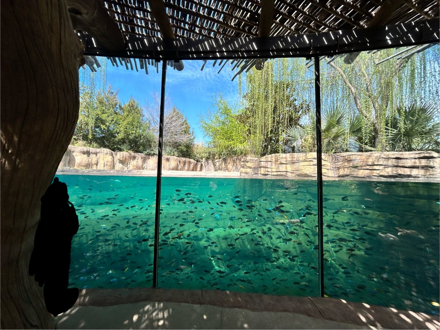 Hippo Underwater Viewing