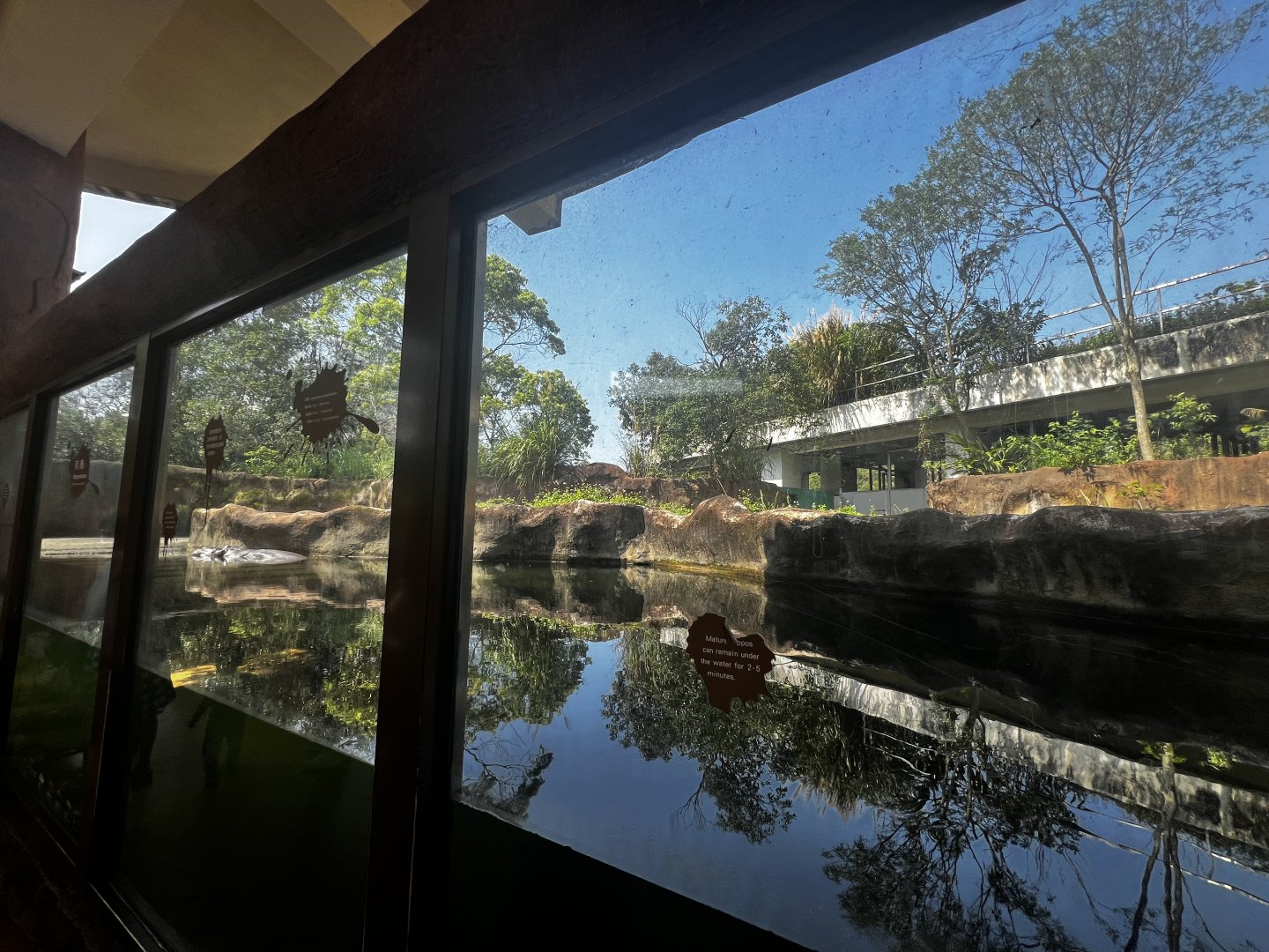 Hippo Underwater Viewing