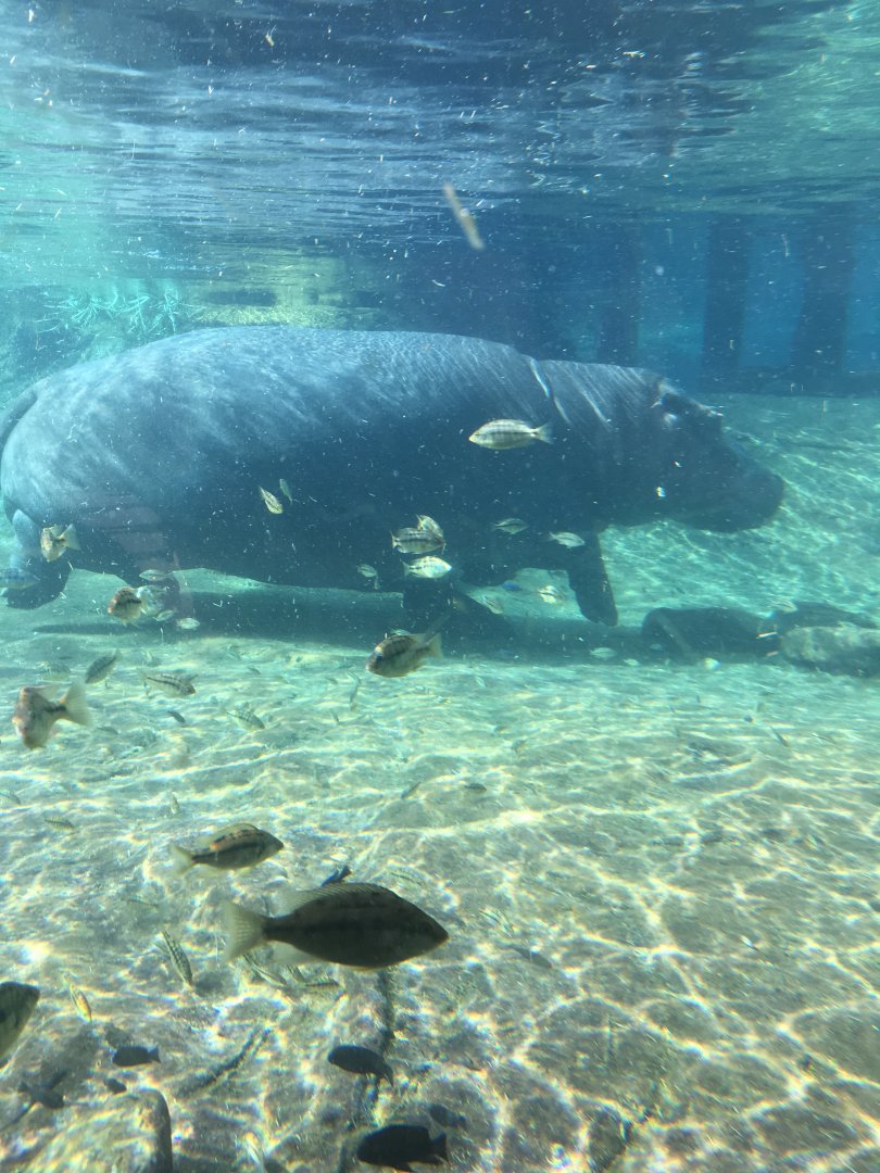 Hippo Underwater