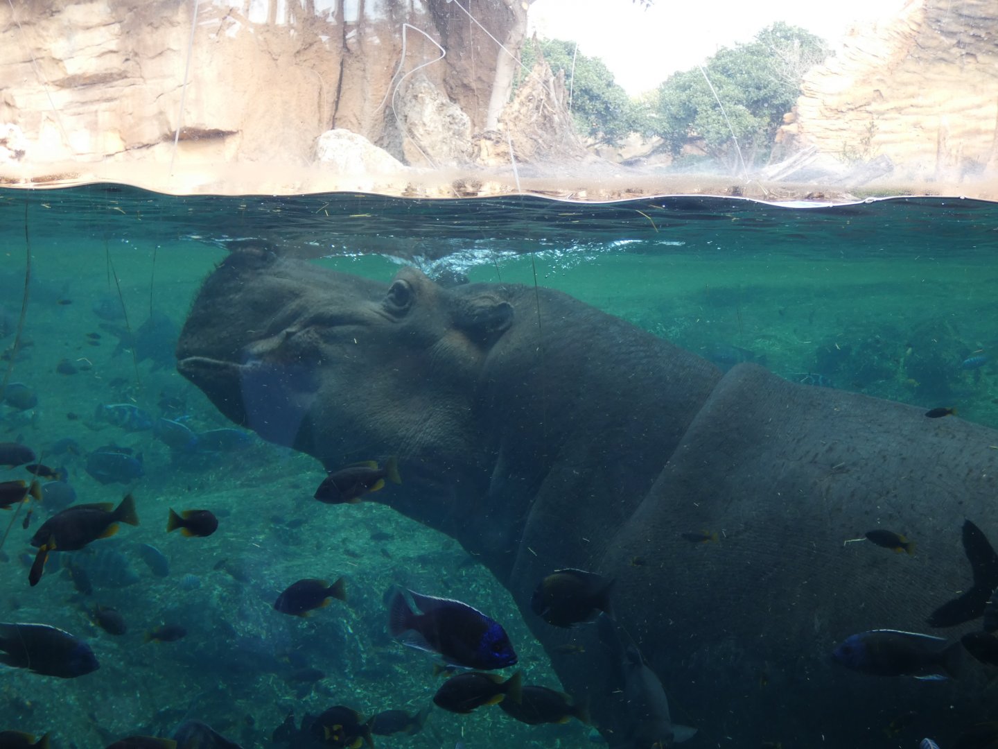 Hippo underwater