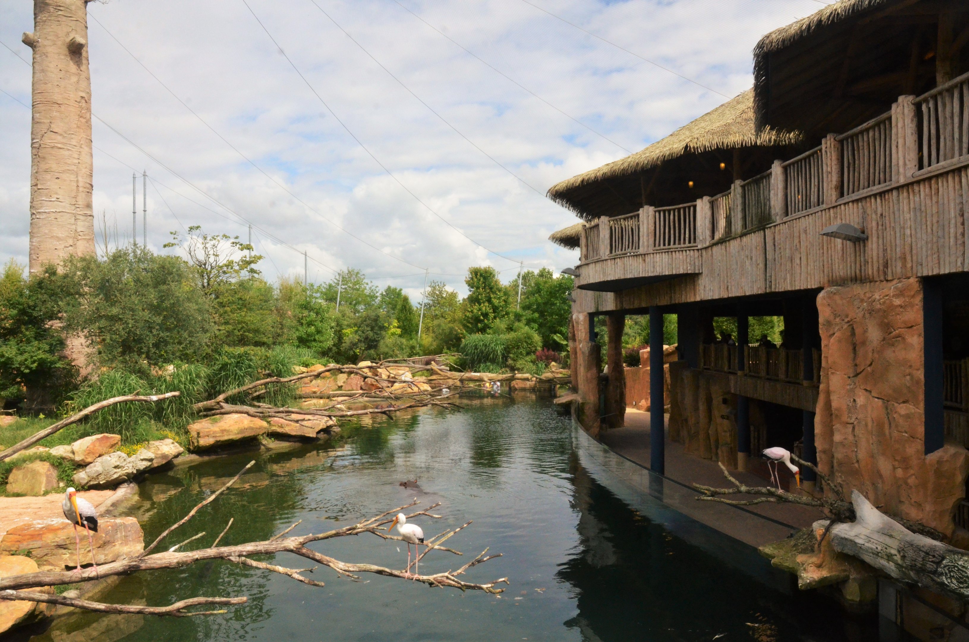 Hippo Viewing Area at Beauval, 12/06/18