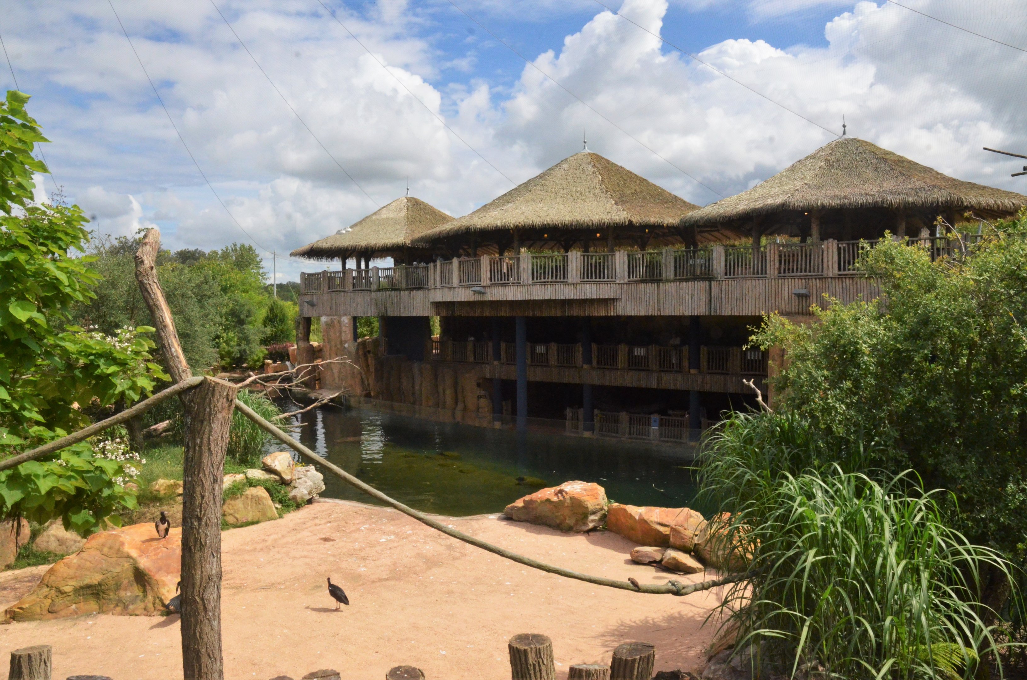 Hippo Viewing Area at Beauval, 12/06/18