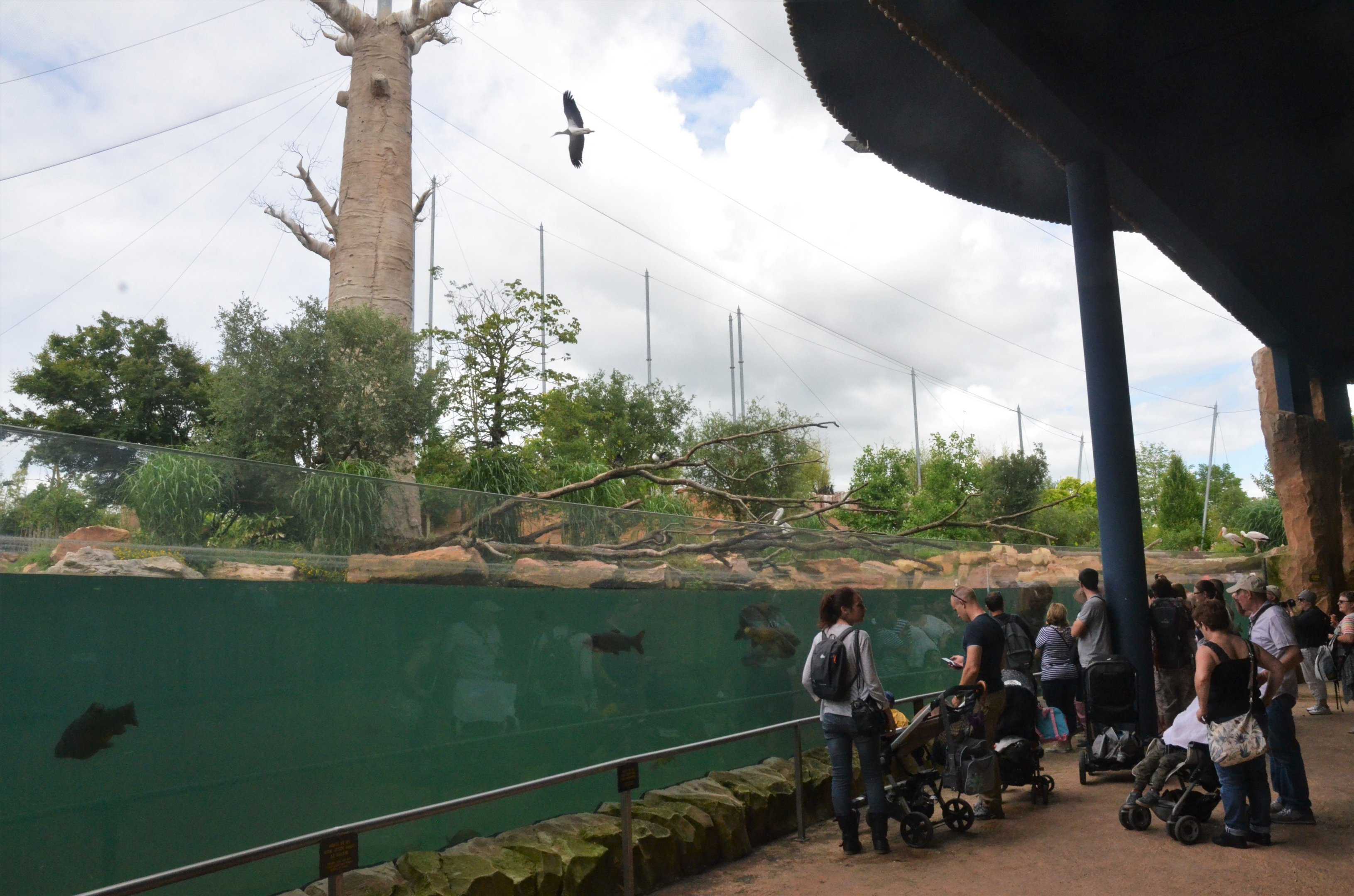 Hippo Viewing at Beauval, 12/06/18