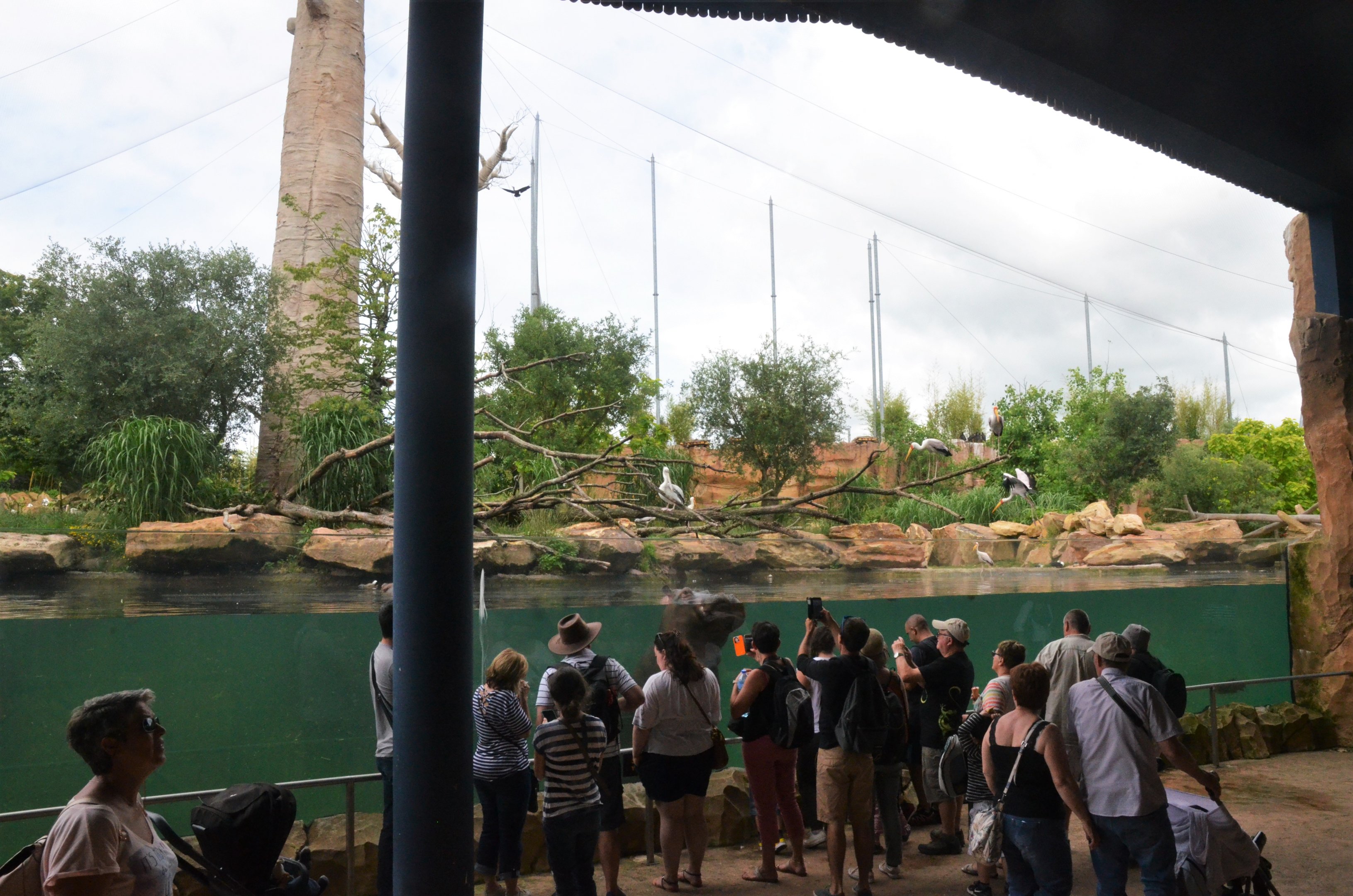 Hippo Viewing at Beauval, 12/06/18