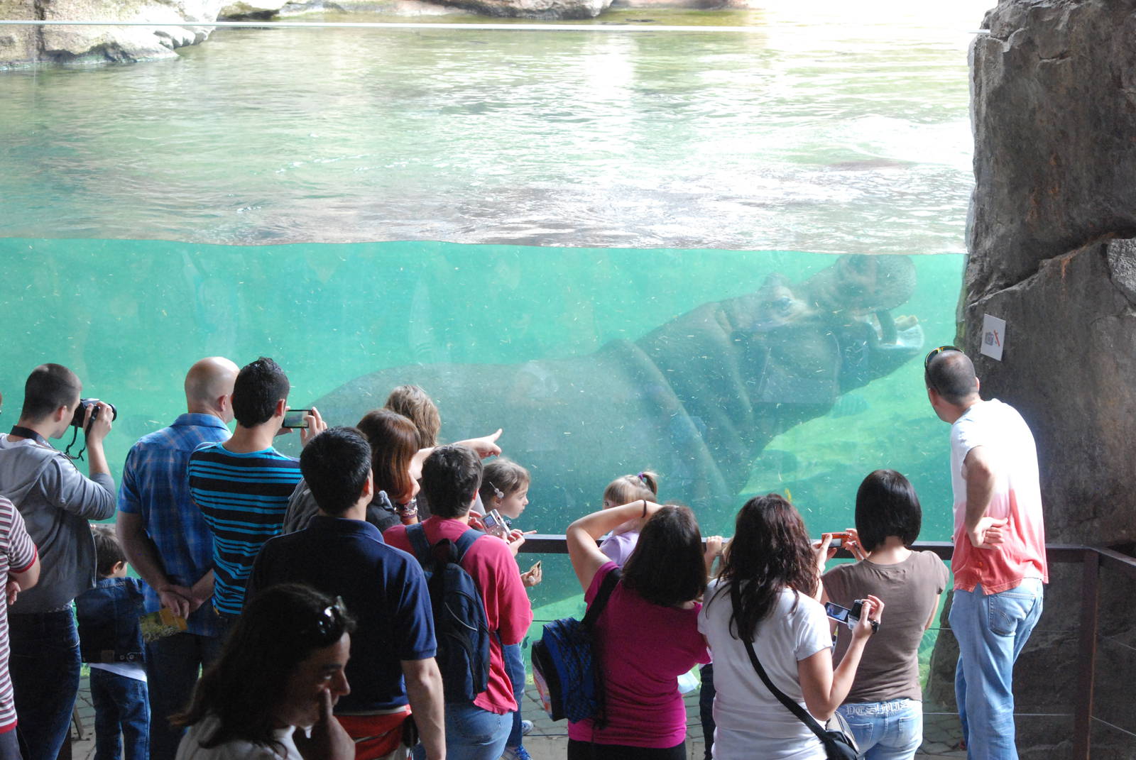 Hippo Viewing at Bioparc Valencia, 28/05/11
