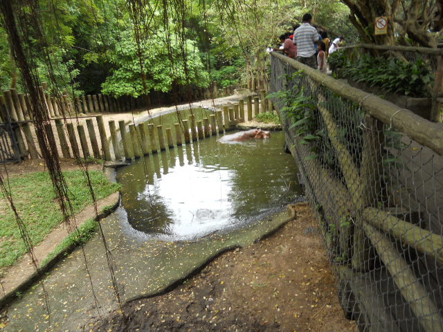 Hippo walkway