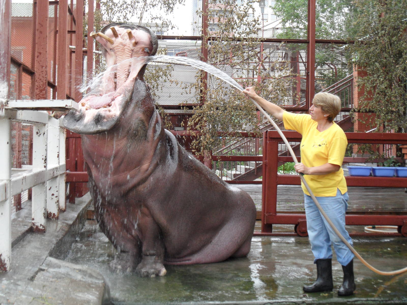 Hippo with keeper