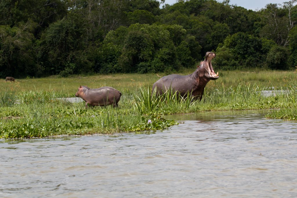 Hippo yawn and calf