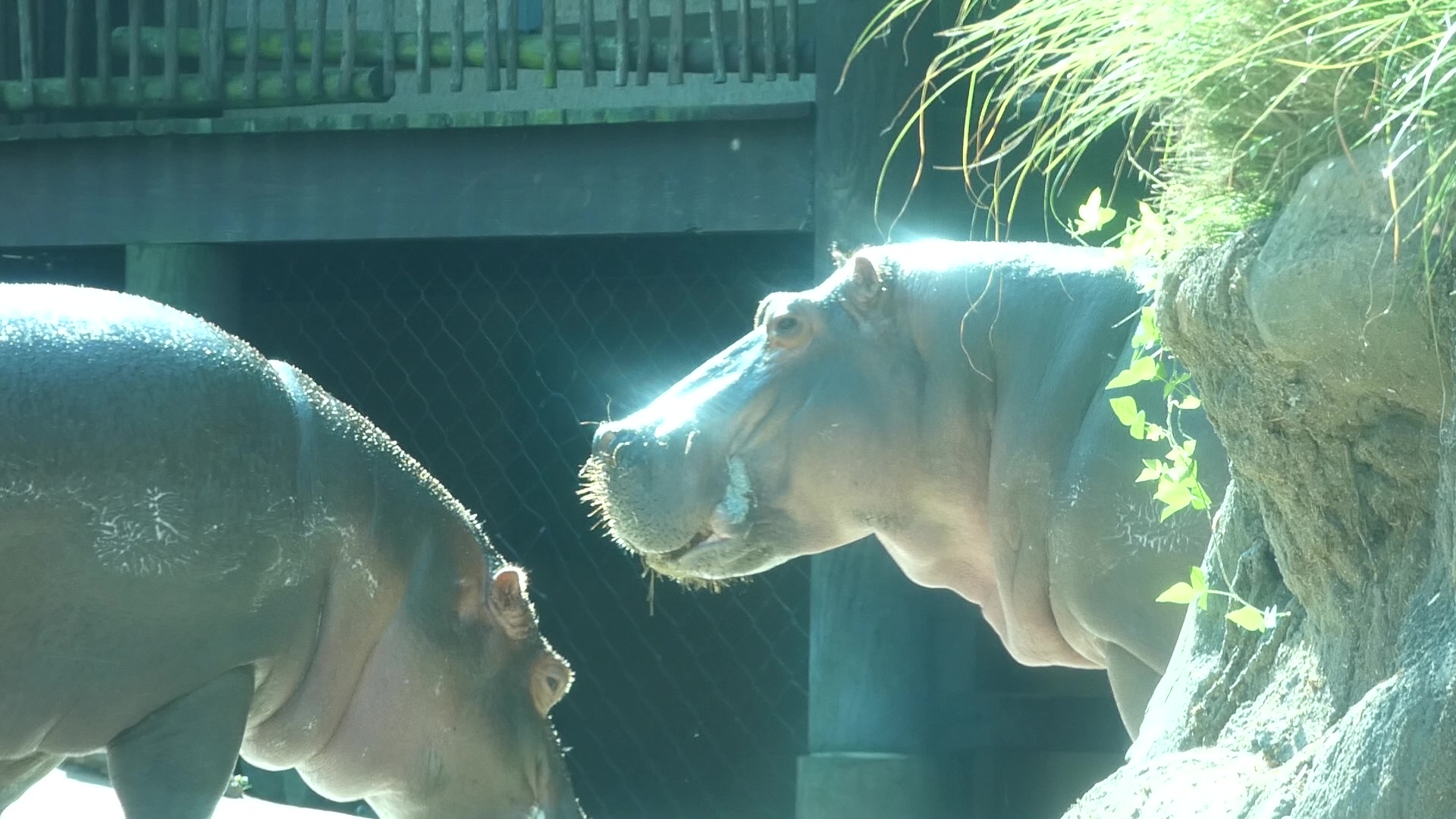 Hippo, Zambezi River Hippo Camp, Aug. 2020