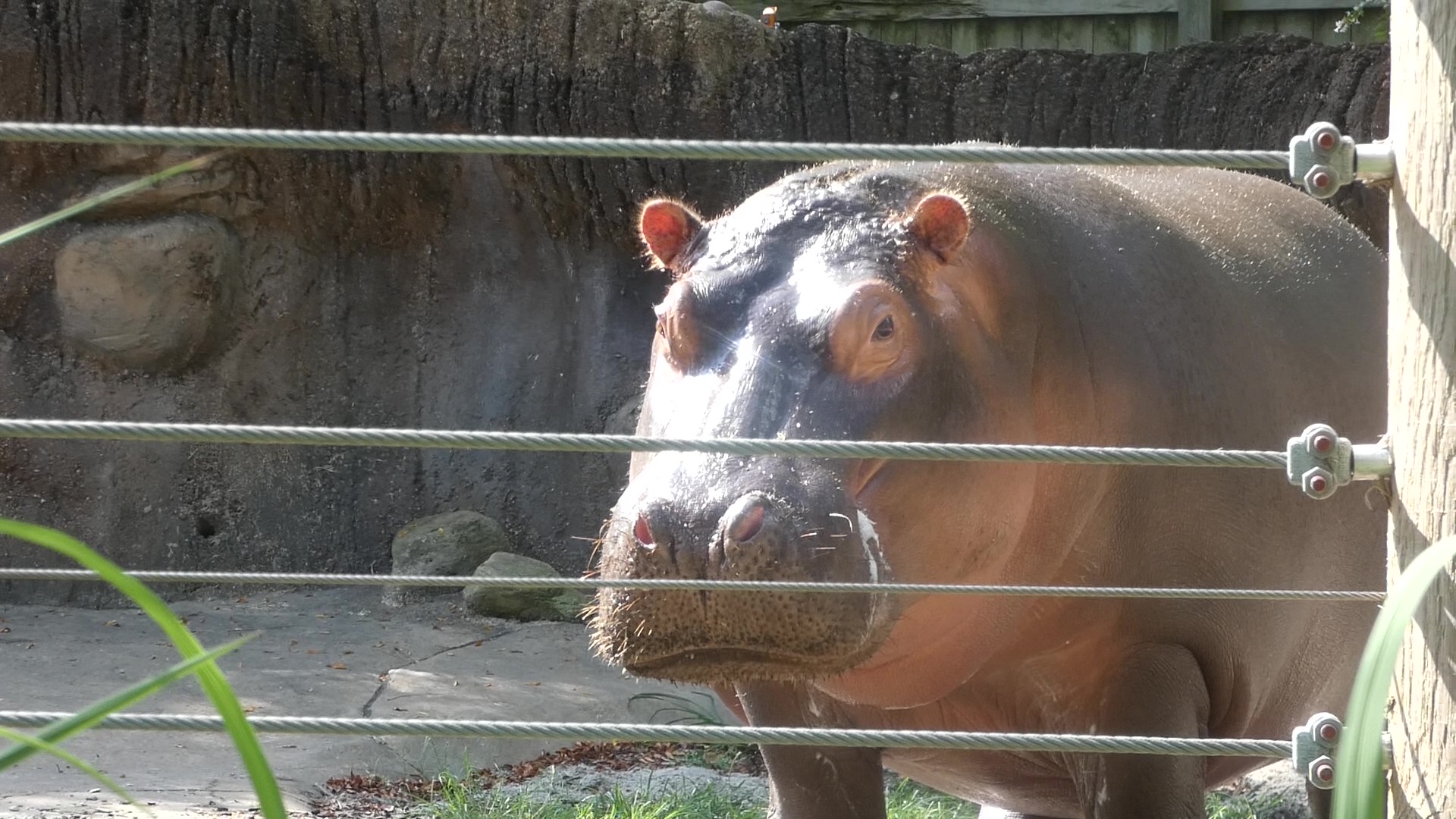 Hippo, Zambezi River Hippo Camp, Aug. 2020