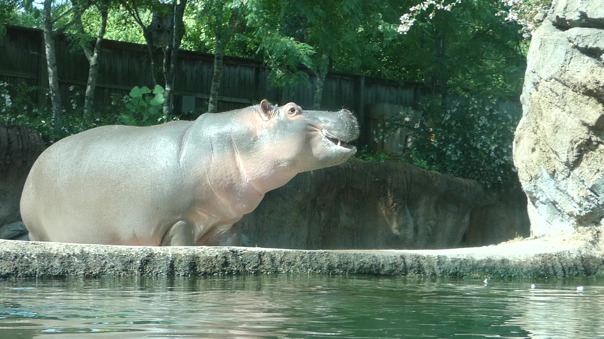 Hippo, Zambezi River Hippo Camp, Aug. 2020
