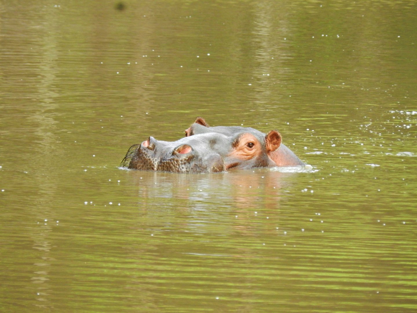 Hippo - Zooparque Itatiba