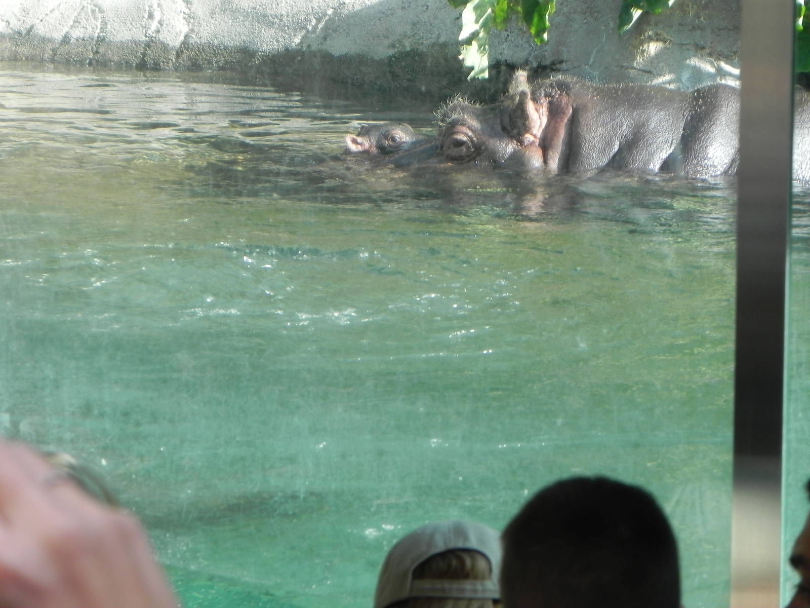 hippo