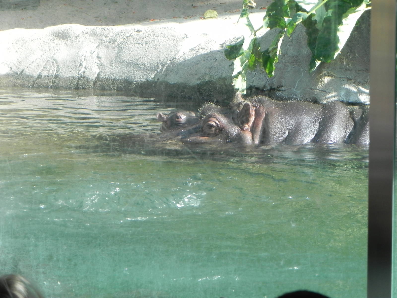 hippo