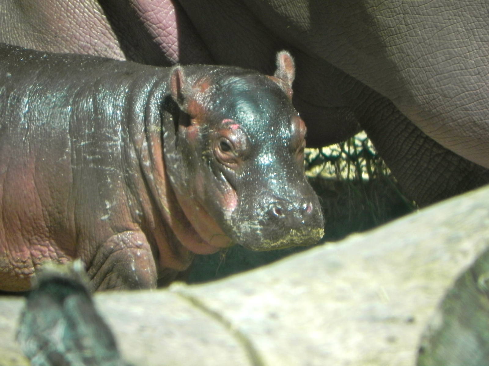 Hippo