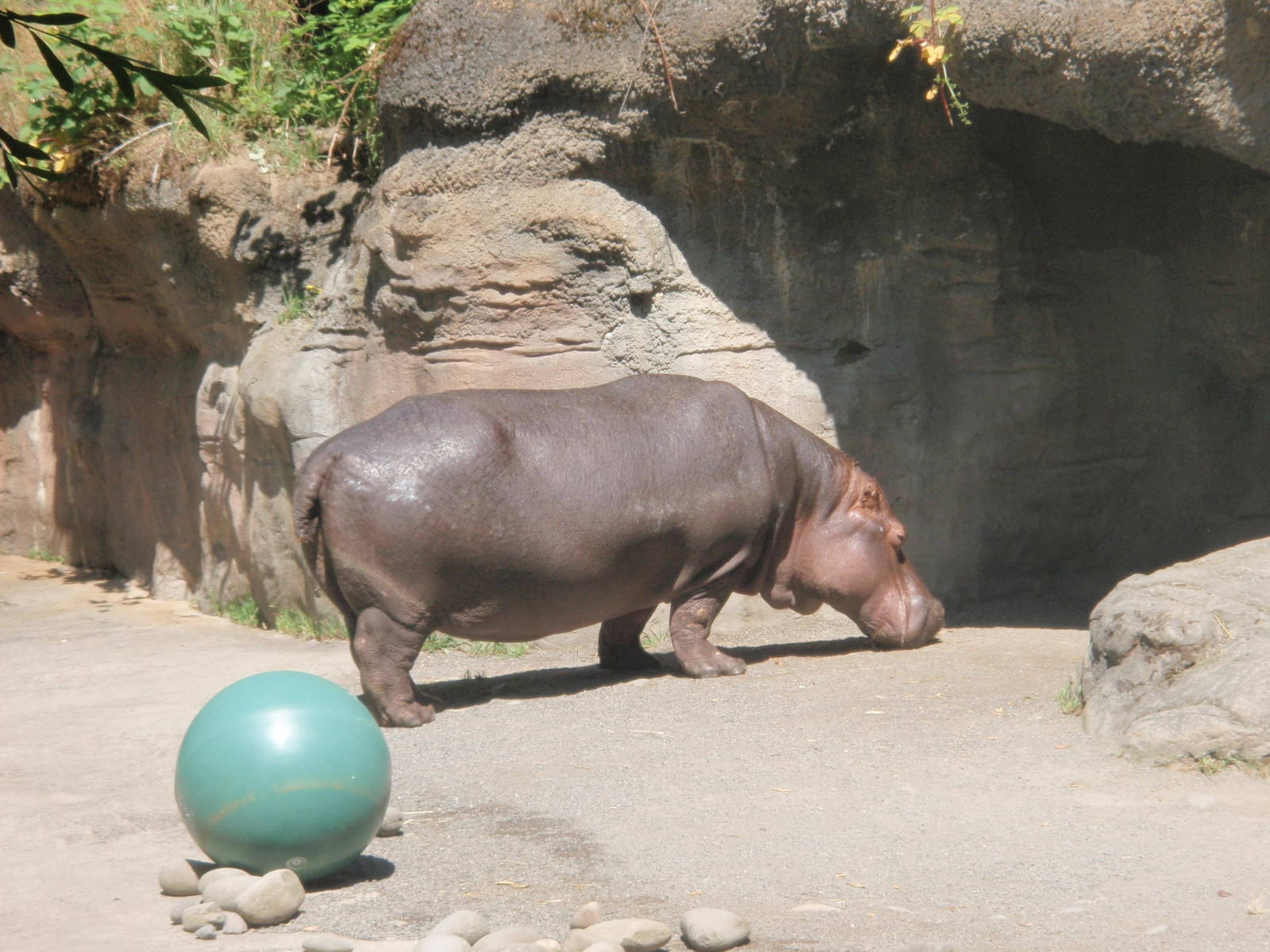 Hippo