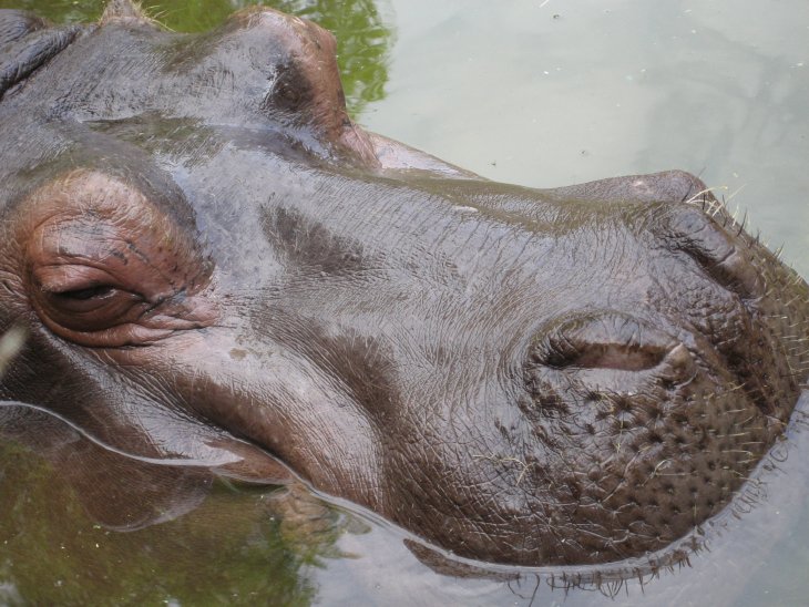 Hippo