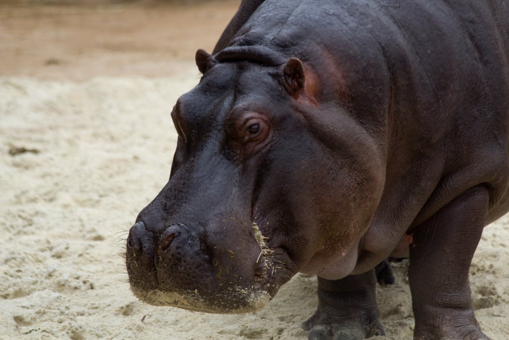 Hippo