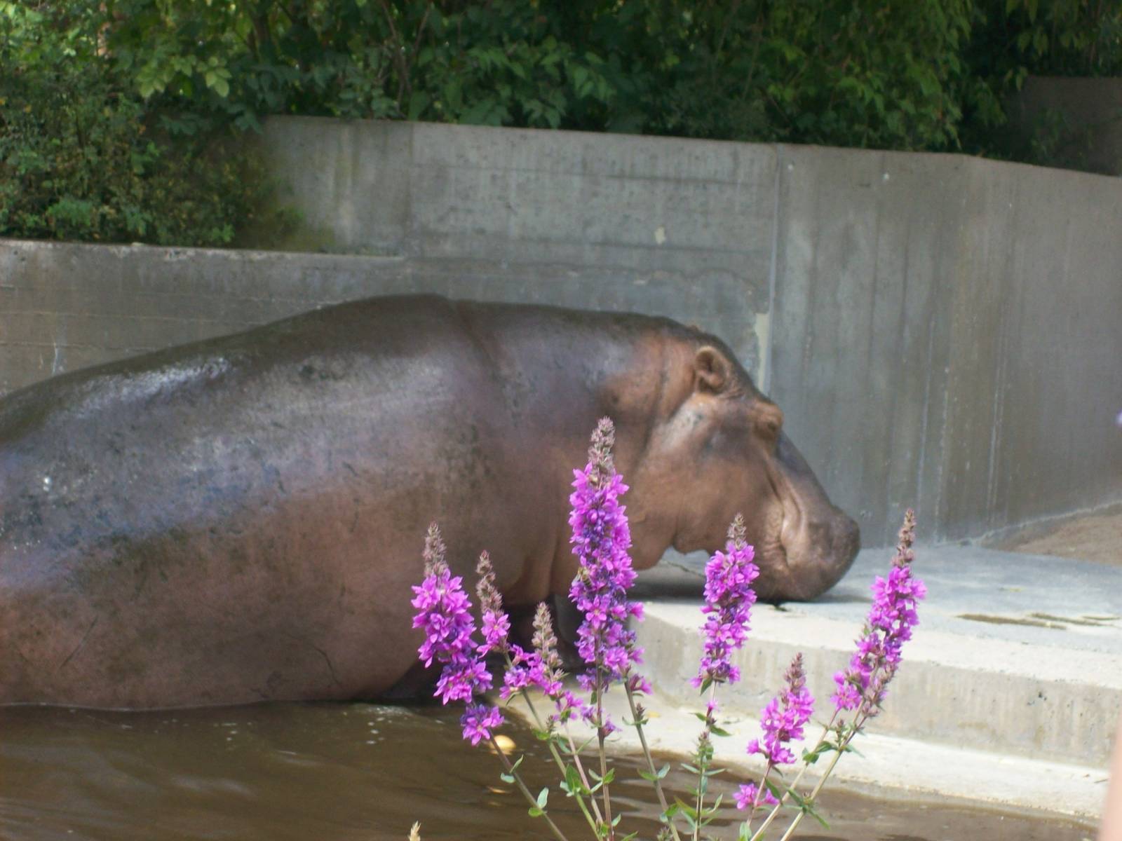 hippo