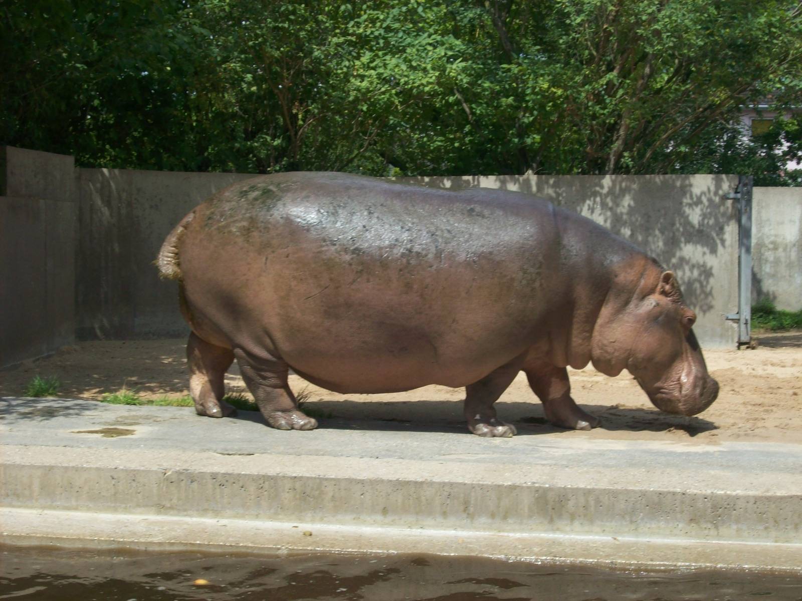 hippo
