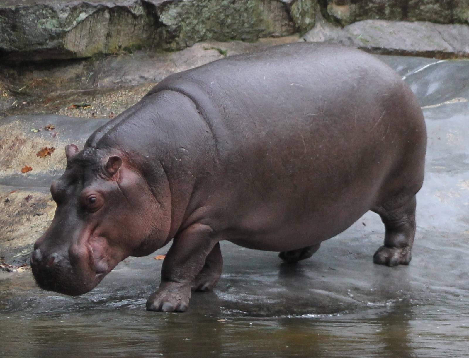 hippo