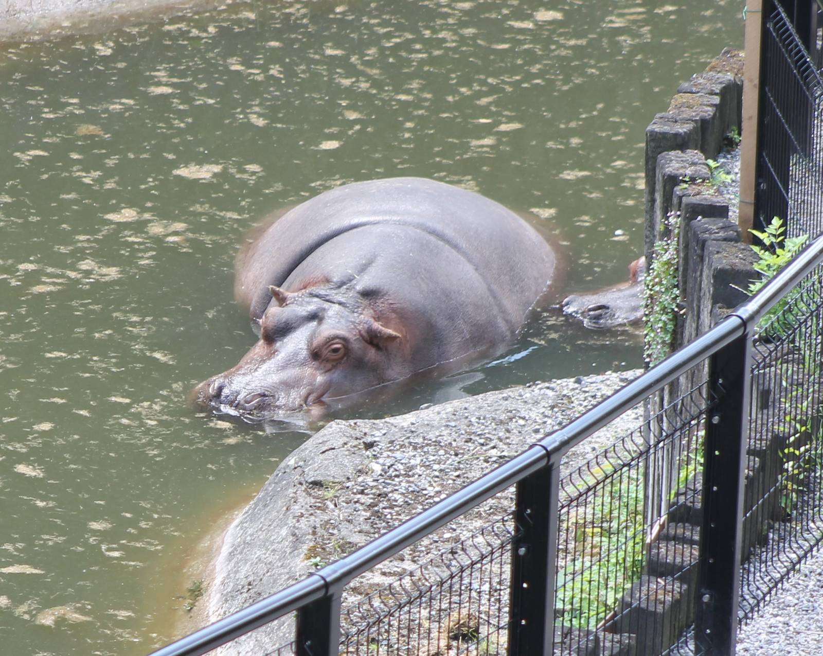 Hippo