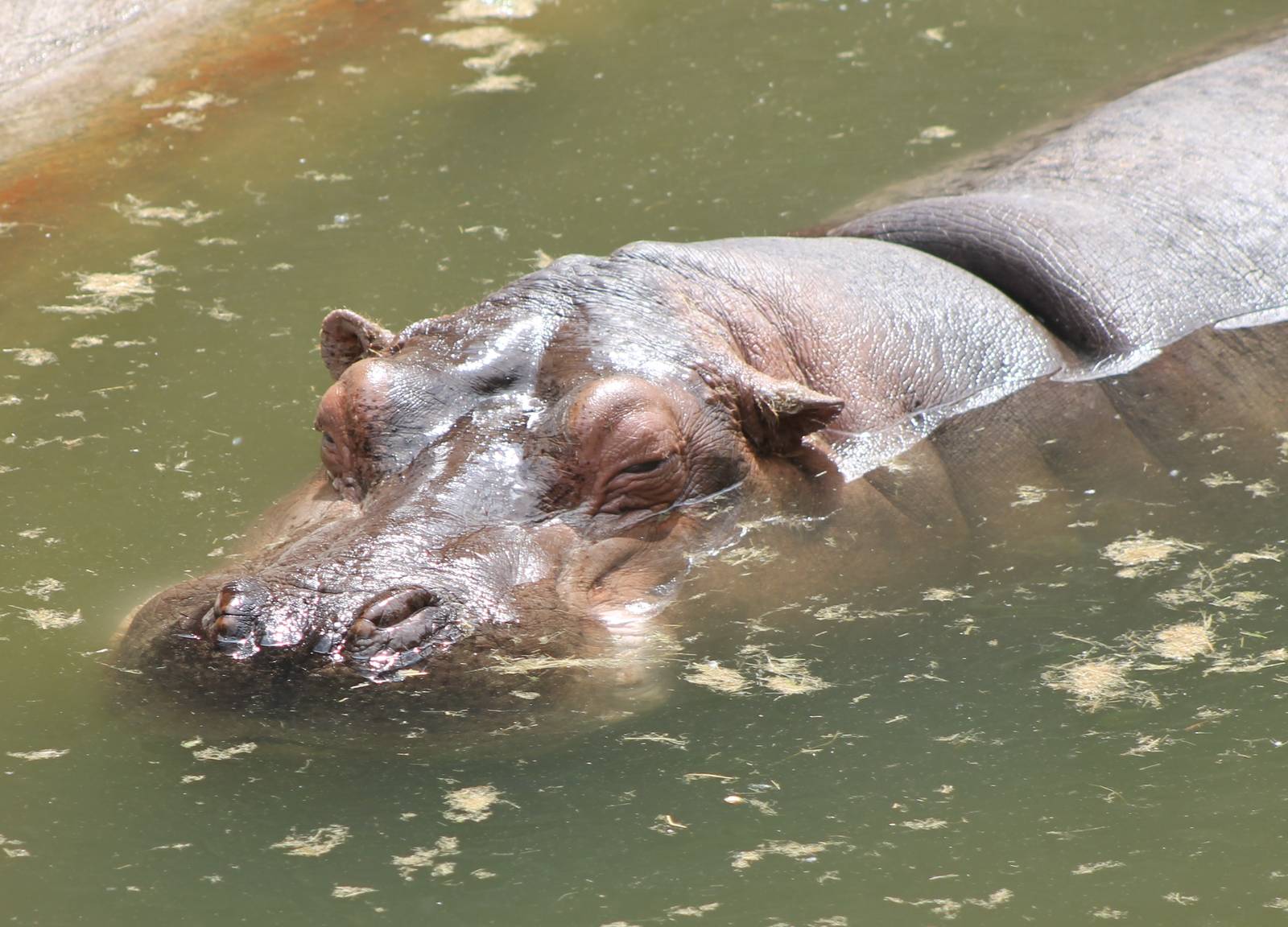 Hippo