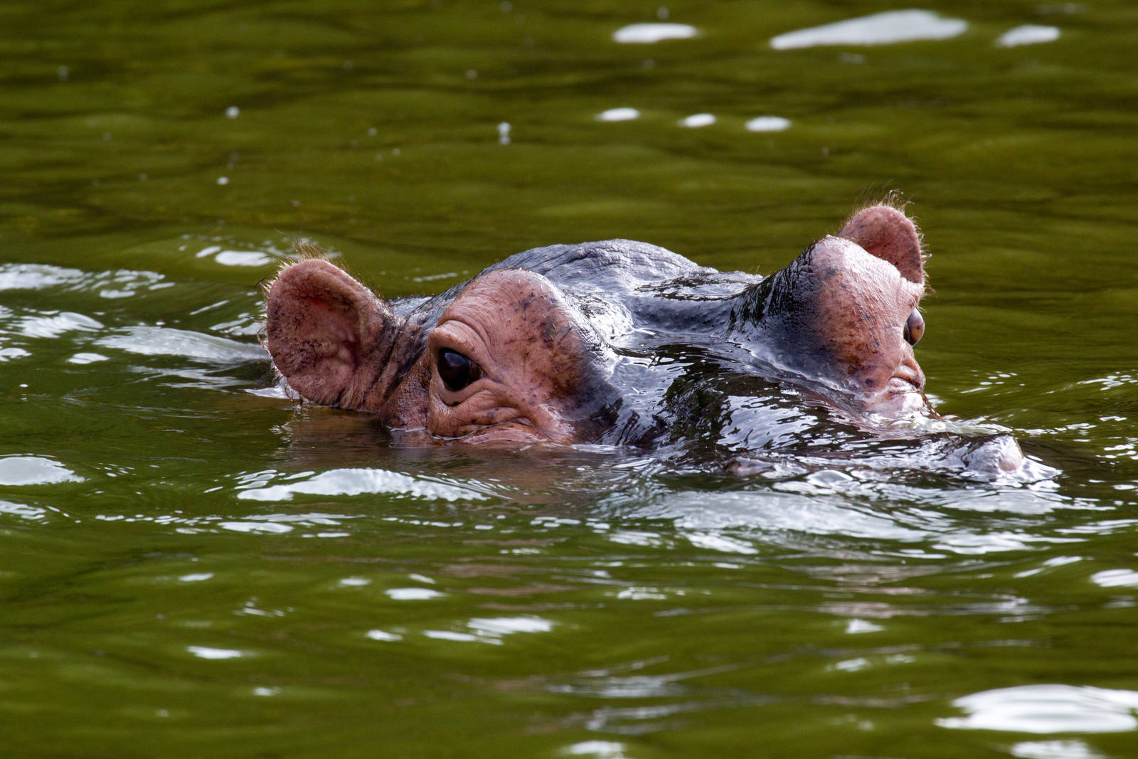 Hippo