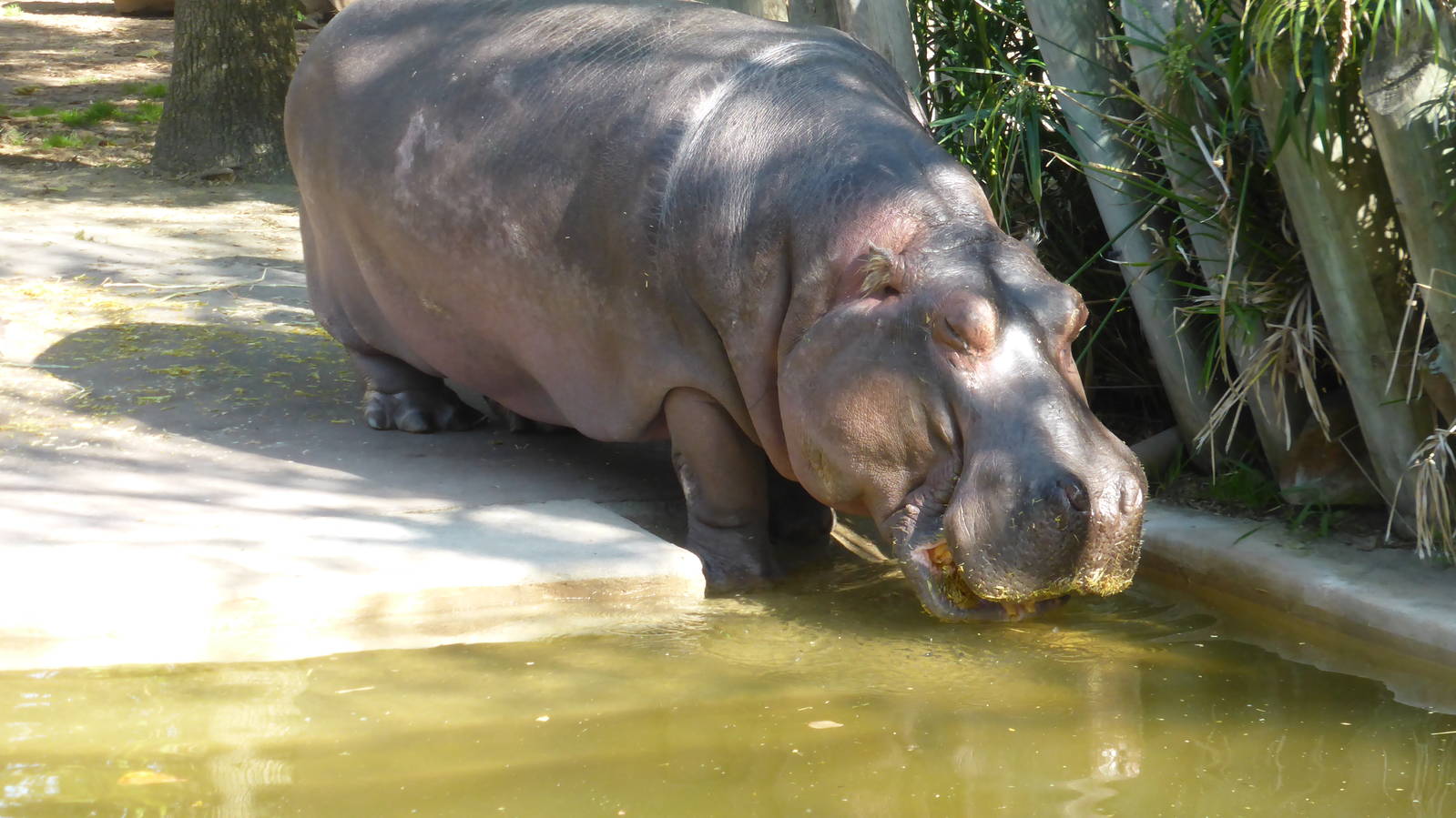 Hippo
