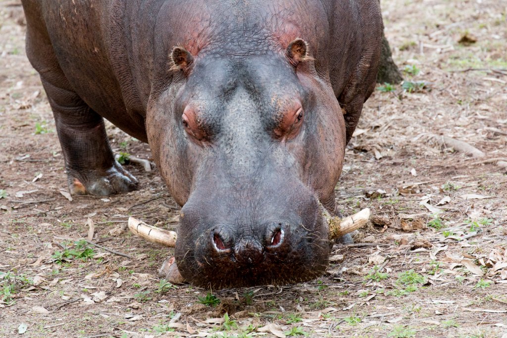 Hippo