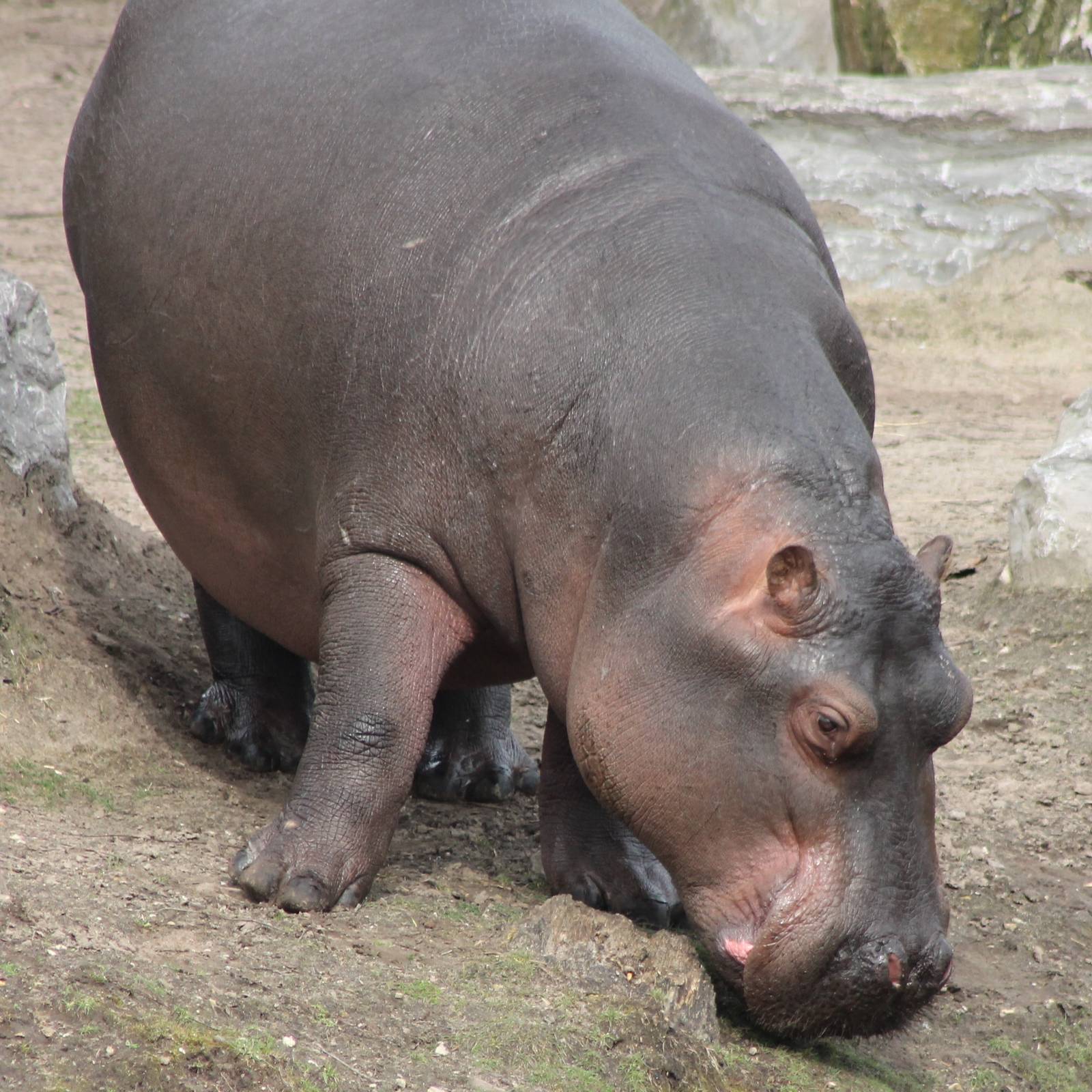 Hippo