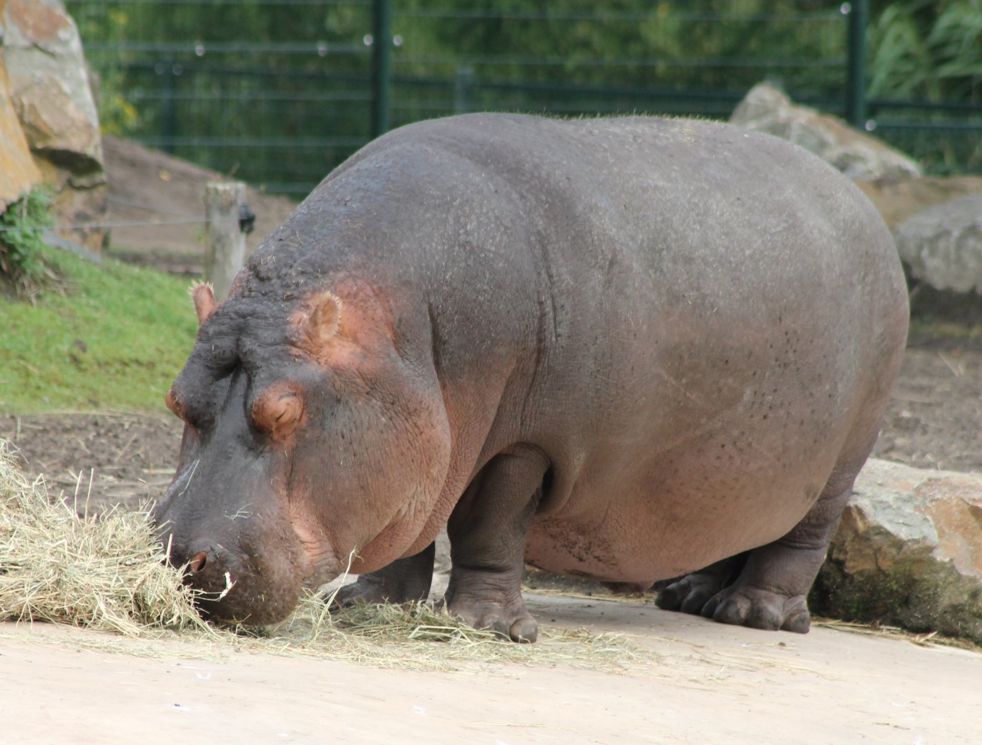 Hippo