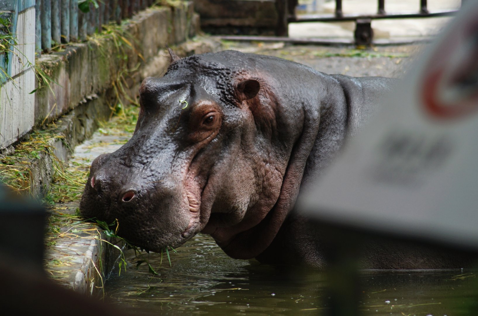 Hippo