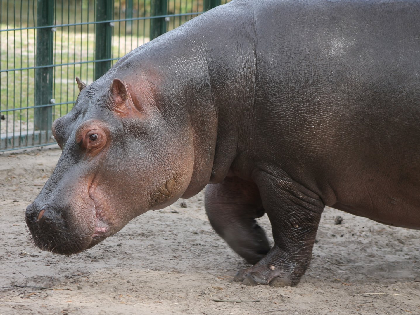 Hippo