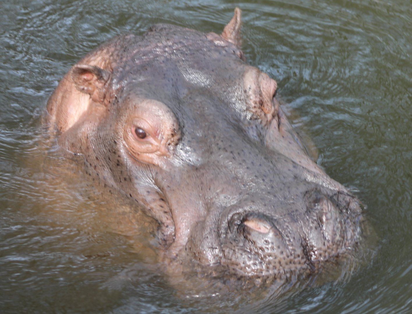 Hippo