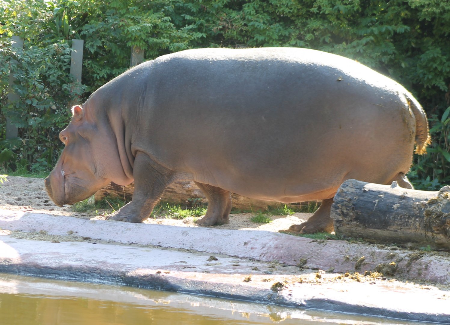 Hippo