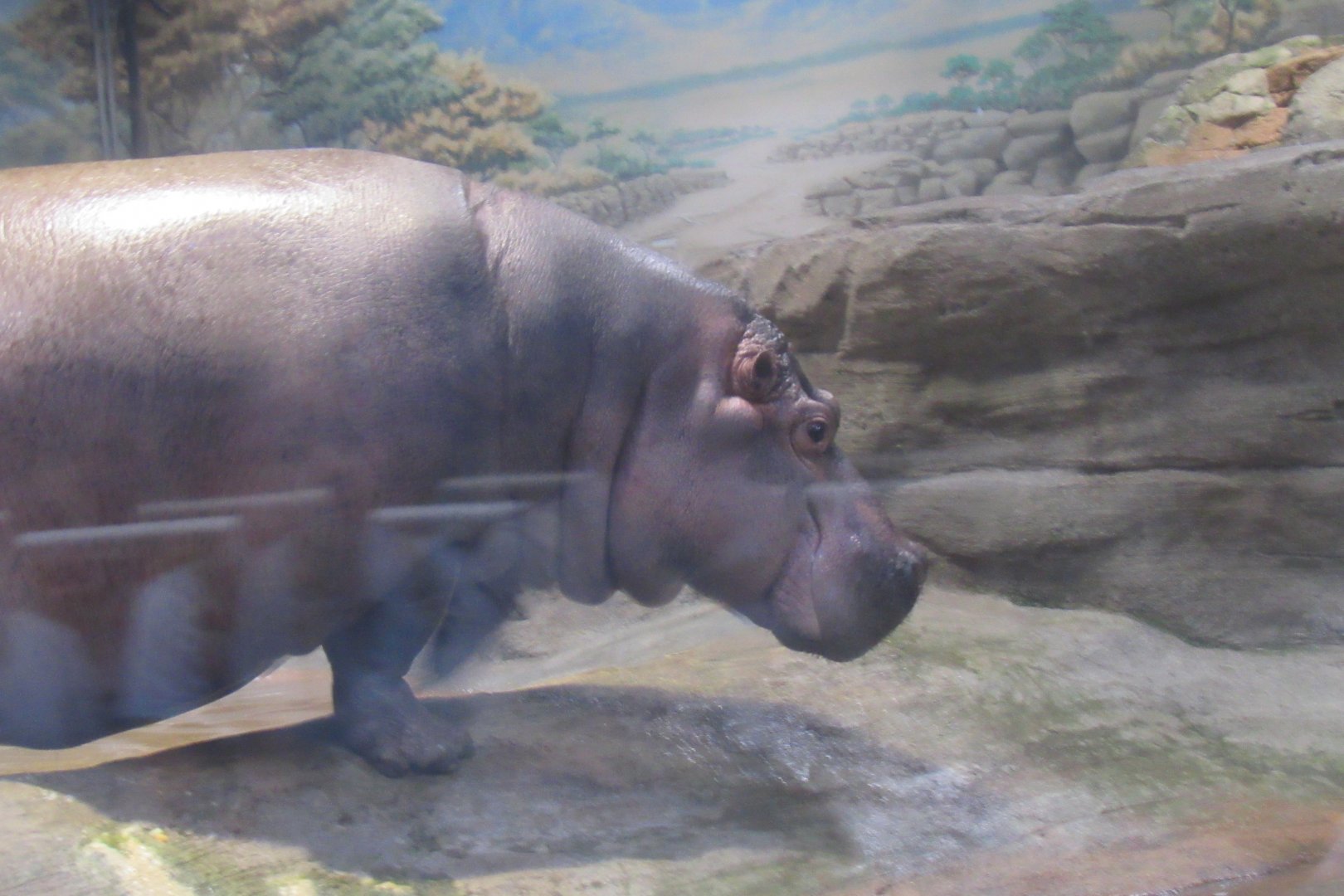 hippo