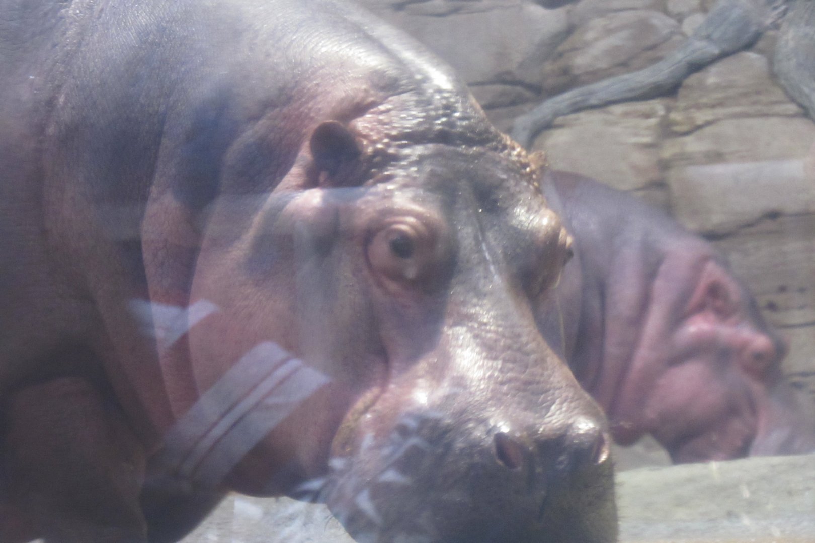 hippo