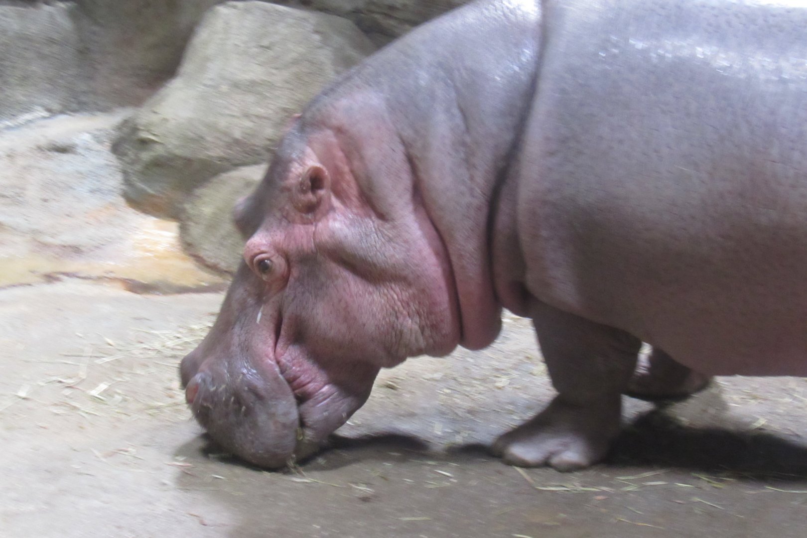 hippo