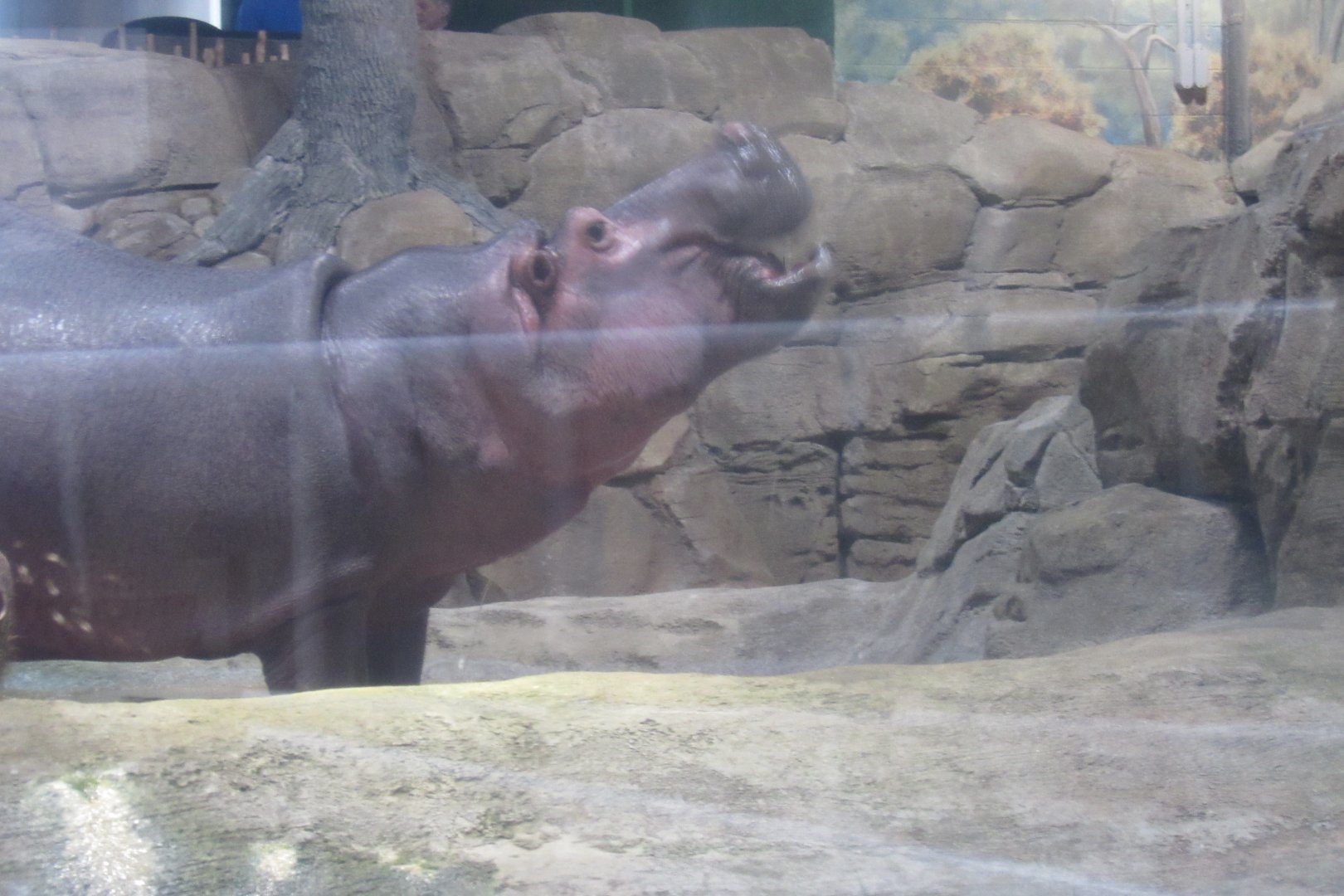 hippo