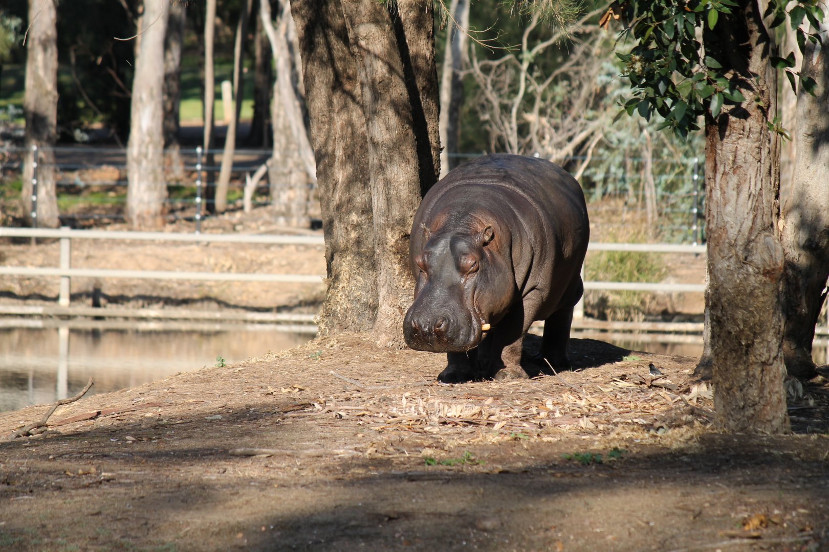 Hippo