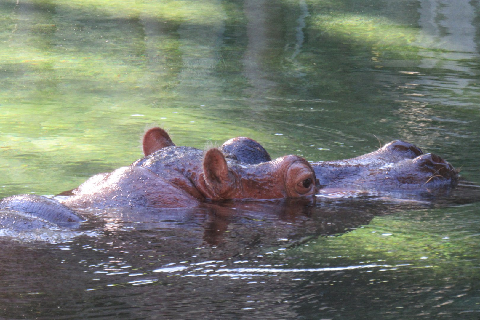 Hippo
