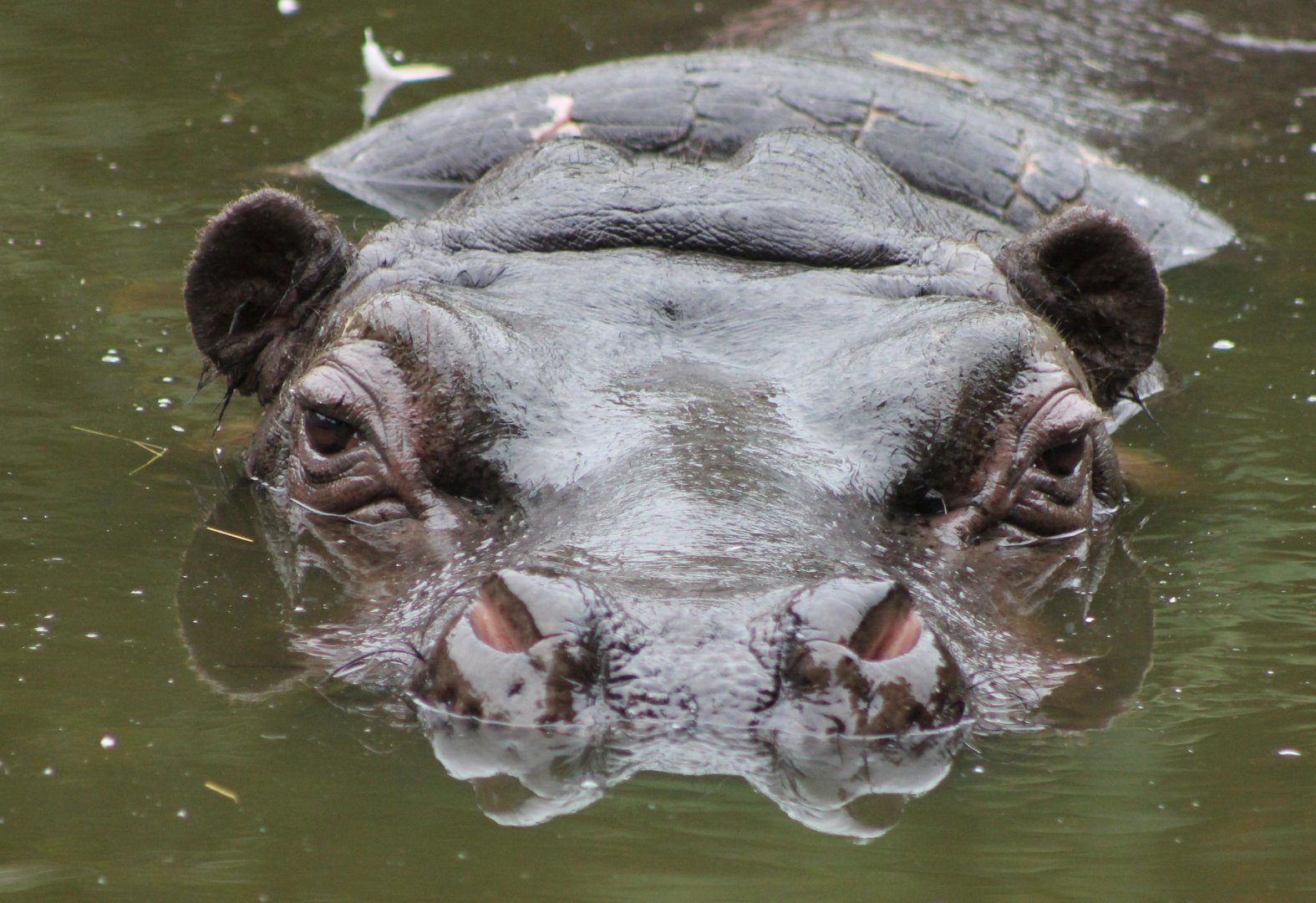 Hippo