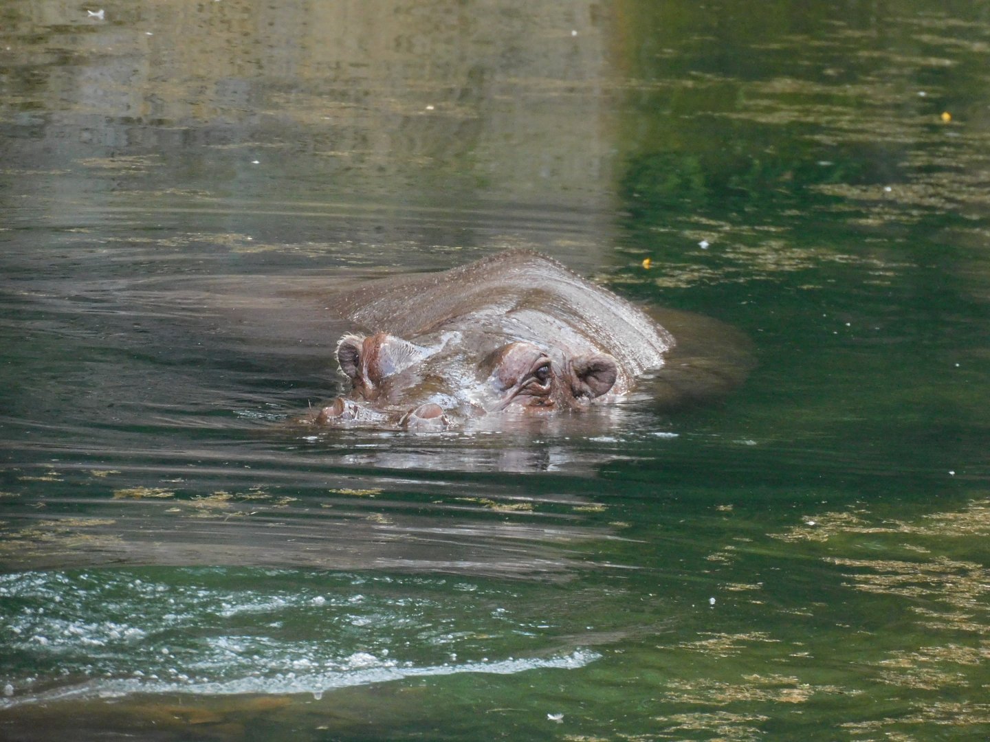 Hippo