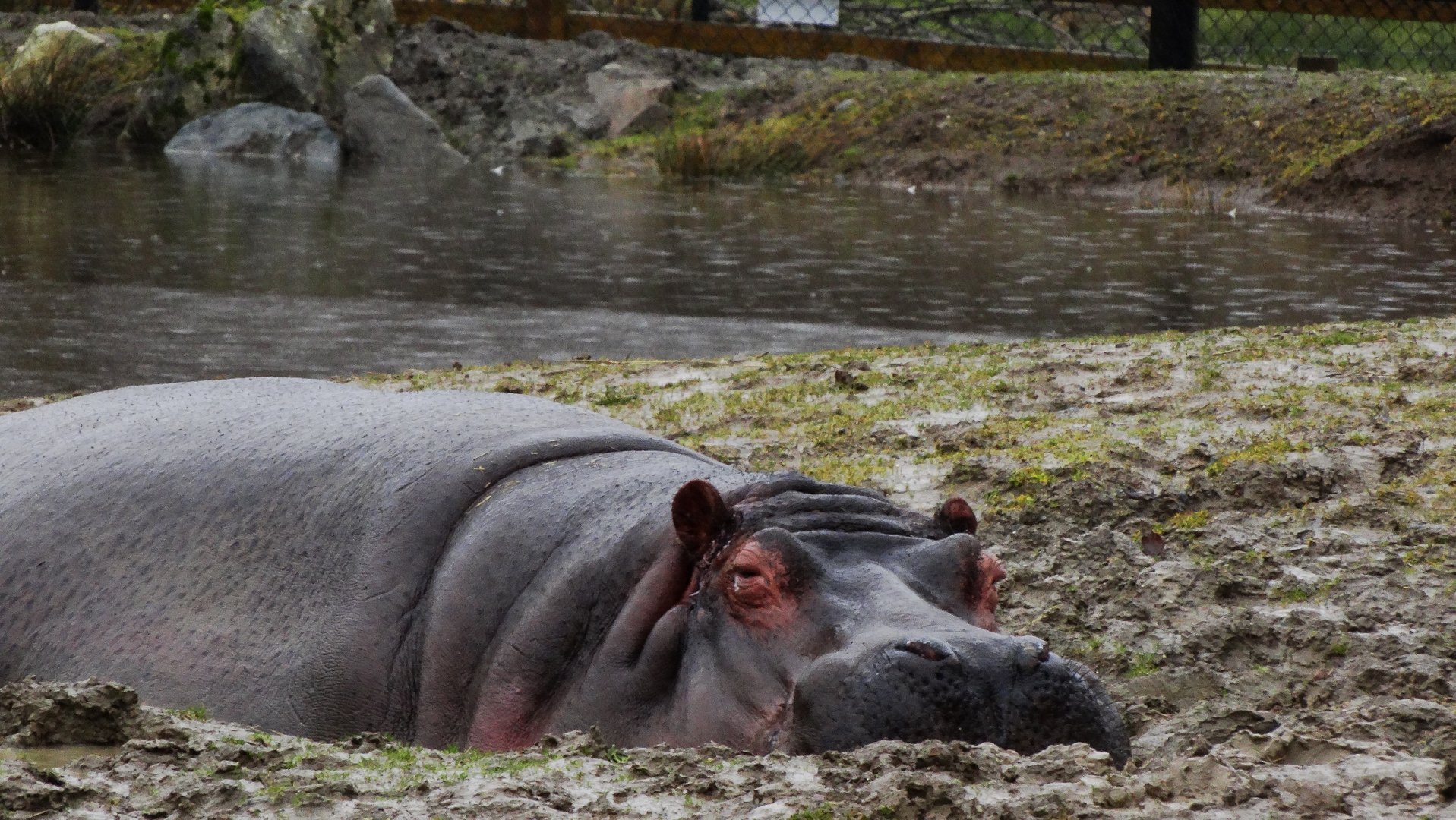 Hippo